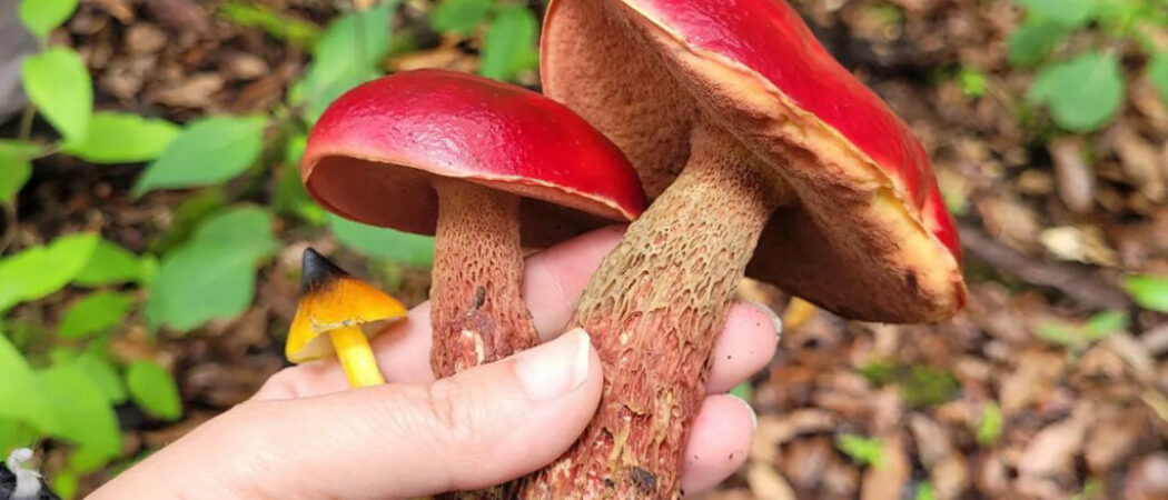 Las semillas del futuro se trasladan con el viento sin tener nuestra presencia Las semillas del futuro se trasladan con el viento sin tener nuestra presencia