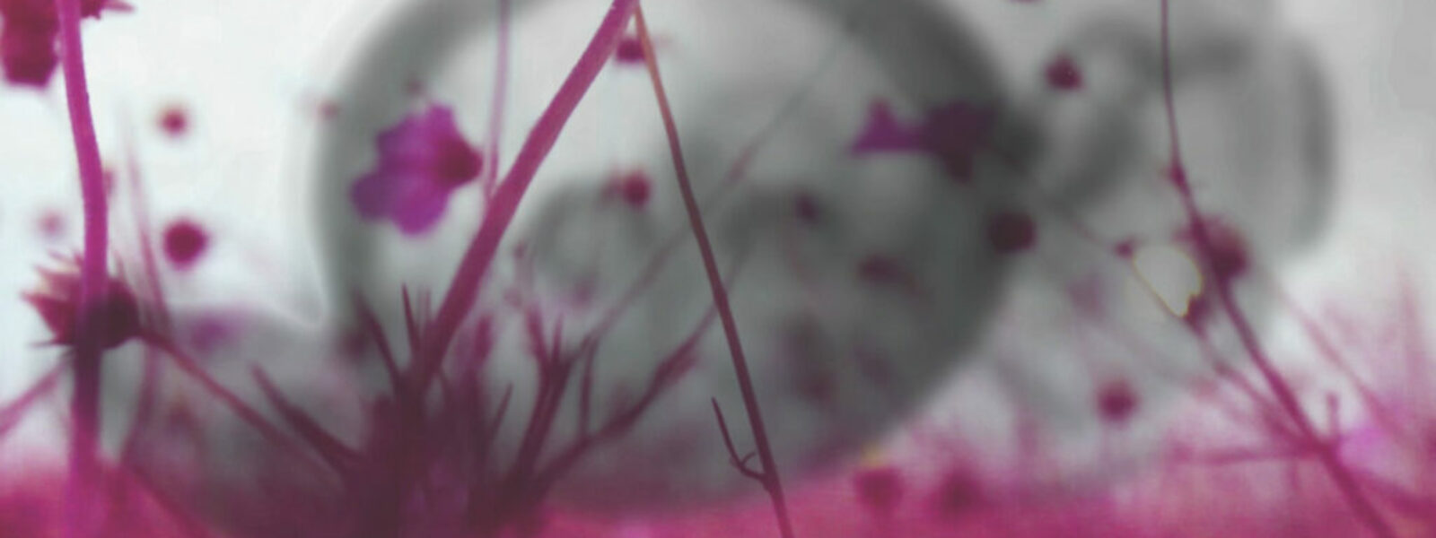 Ficciones naturales y naturalezas inventadas